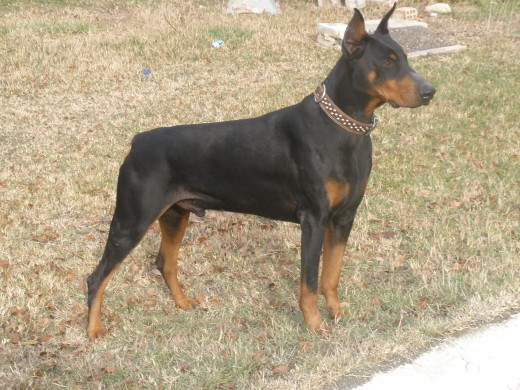 thor de rio alto en posicion de atento