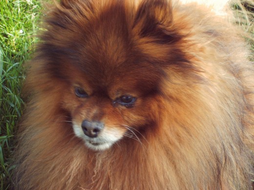pomerania 