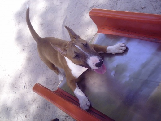 que dificil fue enseñarle a tirarse por el tobogan......pero una vez aprendió, cualquiera lo paraba