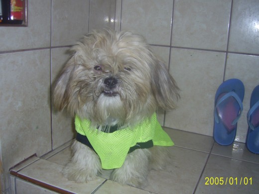 Miren a mi perrito Miren a mi perrito