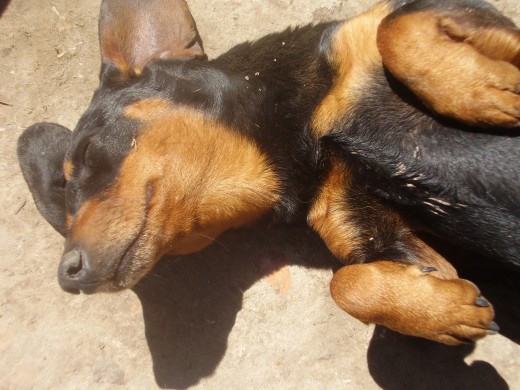 este es palito muy cariñoso le sacamos del pechito para arriba xq le estabamos tocando la pansa y se estaba durmiendo este es palito muy cariñoso le sacamos del pechito para arriba xq le estabamos tocando la pansa y se estaba durmiendo