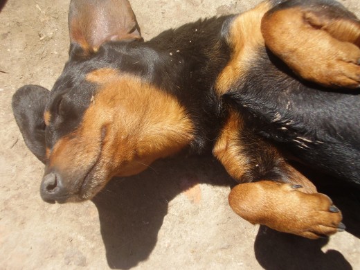 este es palito muy cariñoso le sacamos del pechito para arriba xq le estabamos tocando la pansa y se estaba durmiendo