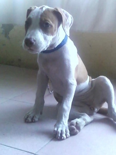 pitbull red nouse