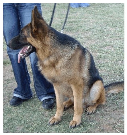 En la foto tiene 7 meses, una cachorrita que es mas grande que su madre, mi otra perra Karla, es hija de Idefix von der Steinhägerquelle. Cuando termine de formarse, dentro de 1 año, sera espectacular.
Esta aprendiendo obediencia y es muy inteligente. En la foto tiene 7 meses, una cachorrita que es mas grande que su madre, mi otra perra Karla, es hija de Idefix von der Steinhägerquelle. Cuando termine de formarse, dentro de 1 año, sera espectacular.
Esta aprendiendo obediencia y es muy inteligente.