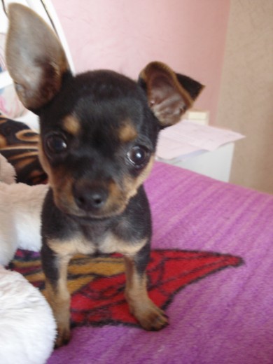rulito hermoxo rulito hermoxo