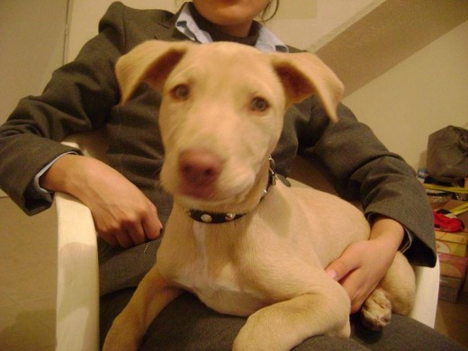 ESTE ES MI PERRITO, ES UNA CRUZA DE LABRADOR Y BULL TERRIER. ESTE ES MI PERRITO, ES UNA CRUZA DE LABRADOR Y BULL TERRIER.