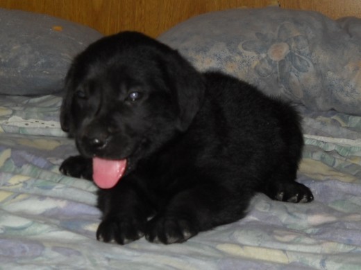 mi cachorro de 40 dias es un labradr retriever