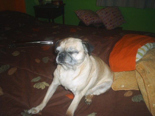 mi linda perrita pug carlino mi linda perrita pug carlino