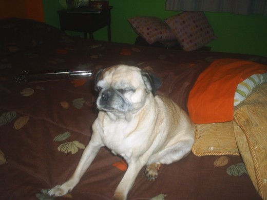 mi linda perrita pug carlino