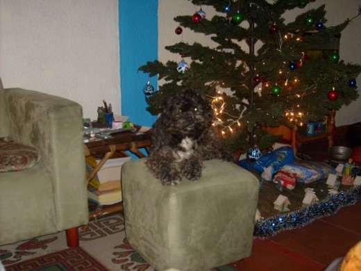 hola, aqui esta mi perro chispa celebrando la navidad, (le dimos de regalo un collar)