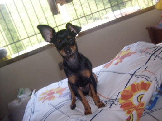 me llamo bandido y tengo como novia a mixi una linda pinscher blanca, pero todavia esta un poquito chiquita para tener bebes, x eso busco una novia que pueda tener bebe conmigo, lindas candidatas llamar al 0414-129-78-72