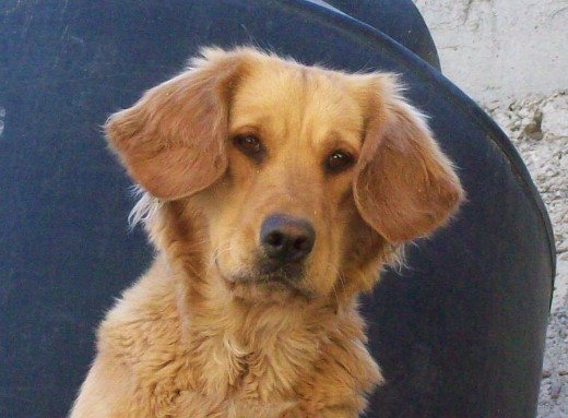Aqui tiene dos años