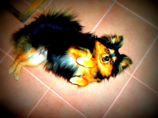 QUIEN ME PUEDE DECIR SI ES POMERANIA MI PERRITA AMY ....