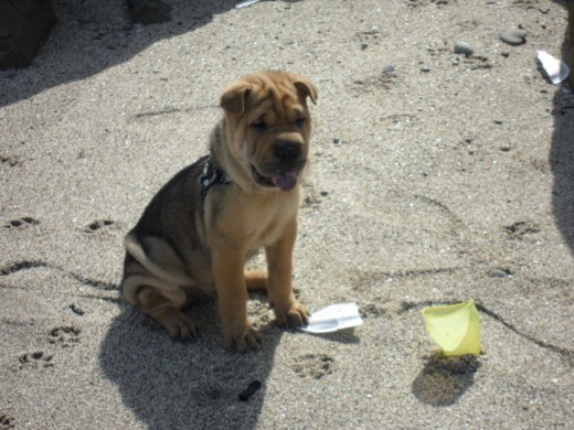 Jugando en la playa...!!! Jugando en la playa...!!!