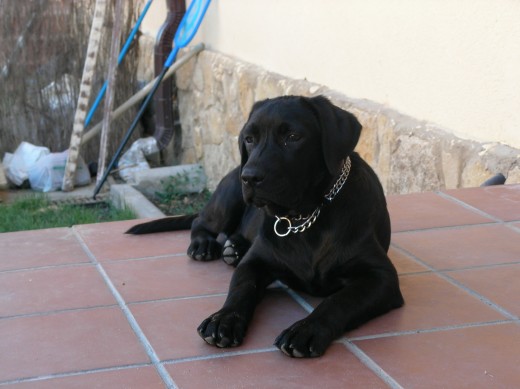 A Thor le gusta disfrutar del porche de casa 
