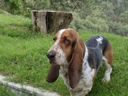 Este es mi bebe, se llama Luciano, tiene un caracter muy especial, tiene 4 años, lo adoro... Este es mi bebe, se llama Luciano, tiene un caracter muy especial, tiene 4 años, lo adoro...