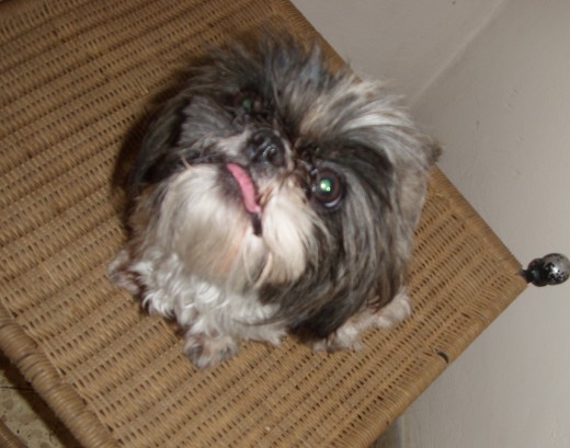 mi perra niebla mirando a la camara

quiero q entren a mi nuevo blog sobre shis tzu y otras razas http://losshihtzu.blogspot.com/
ayudenme a juntar gente
gracias
