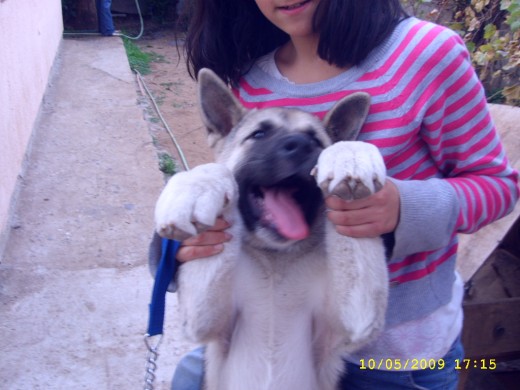 Esta perrita es muy regalona come mas que un perro adulto y ya tiene el tamaño de un labrador.
