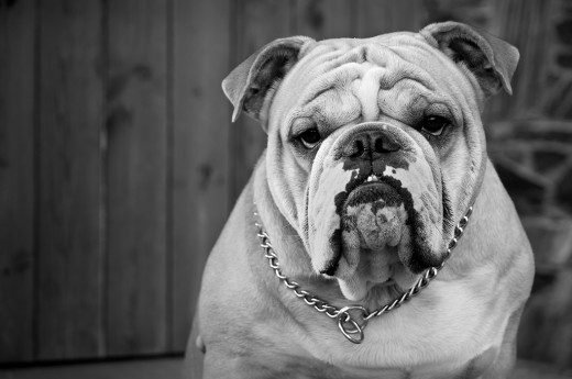 Bulldog