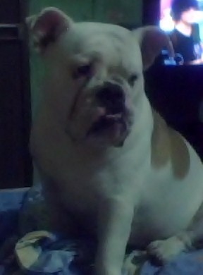 Soy una perrita cariñosa que le encanta jugar me gusta jugar con las pelotas y las cuerdas Soy una perrita cariñosa que le encanta jugar me gusta jugar con las pelotas y las cuerdas