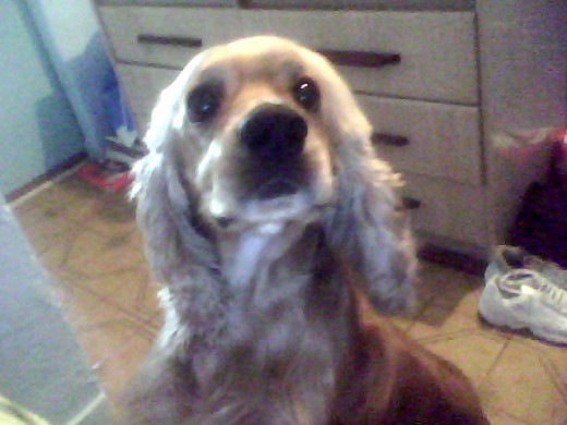 soy un perro muy jugueton me gusta comer y salir a pasear. soy un perro muy jugueton me gusta comer y salir a pasear.