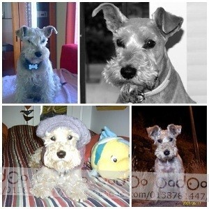 LO MAS ADORABLE DEL MUNDO, NACIÓ PARA MODELO. 

EL MEJOR PERRO QUE PUDE TENER!! 
HASTA SIEMPRE AMIGO!!!
