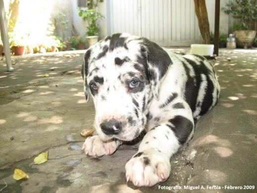 Titán, 30 días de vida.