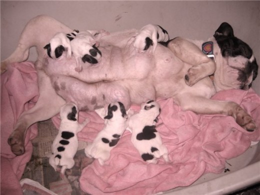nahomi cn los cachorros 1 dia