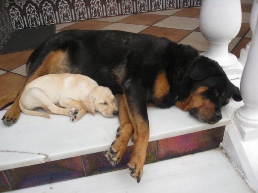 Sólo coincidieron un mes y medio, pero a mi grandullona le dio vida y para la peque ella erea como su madre, su todo...se cogieron un cariño increible desde el primer día