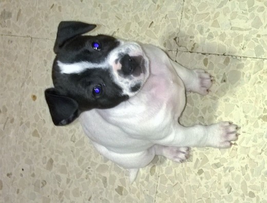 Suri 55dias mestiza mama bull terrier padre bulldog ingles