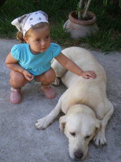 Este era mi Sol!, se fue en verano de 2009.. por culpa de la leismaniosis y la filaria... con 8 añitos. El mejor perro que he tenido en toda mi vida, entre muchos.