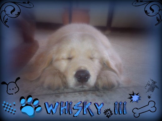 Es mi primer perro de raza grande, asi que despues de revisar tantas razas me decidi por esta..... son lo mejor que hay... es la adoracion de la casa... aqui tiene dos meses y medio...