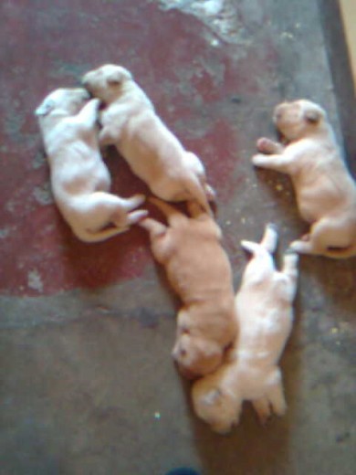 eliot de bebé es el mas obscurito de los 5 perritos labrador 