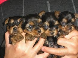 Que chiquiiiiiiiiis!!
