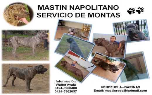 Mastin Napolitano en busca de novia


BARINAS