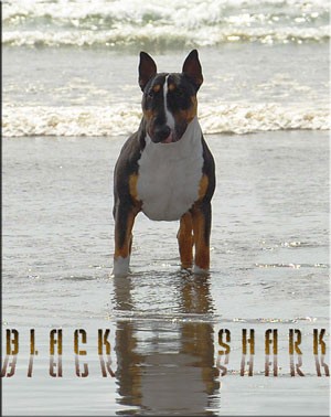 MLT.CH BLACK SHARK DE ROCABULL