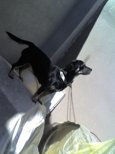 finguiendo ser un lobo jajaja ama aullar