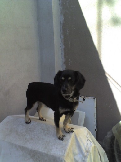 arriba de su casita le encanta subirse ahi