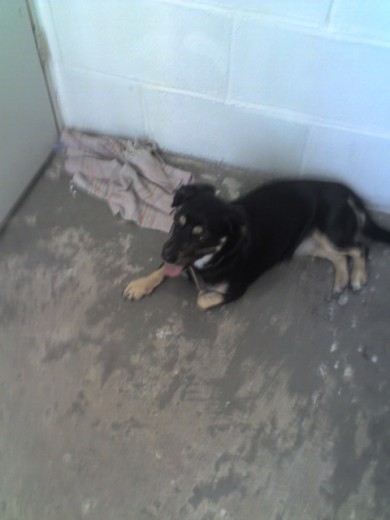 no te duermas semone