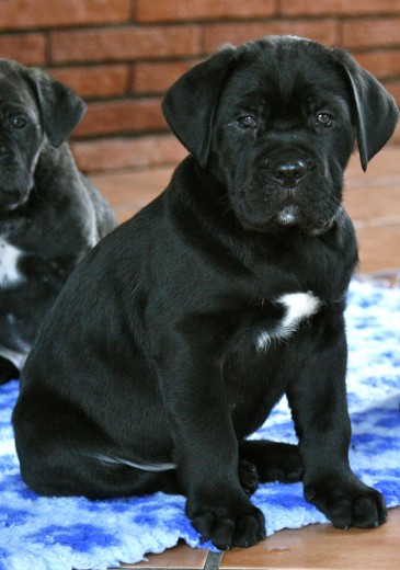 Cane corso España, Centurion de La mirage de Torrellas