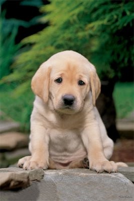 taz es tu mejor amigo porque le importan los demas animales taz es tu mejor amigo porque le importan los demas animales