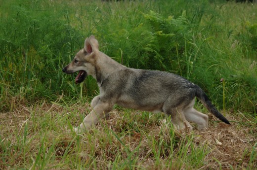 2meses Akela