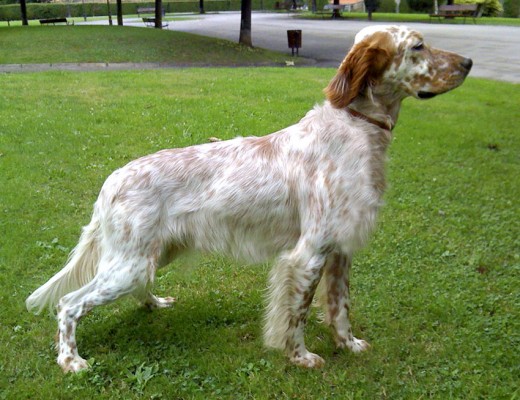 Este cachorrron es un talento por explotar.