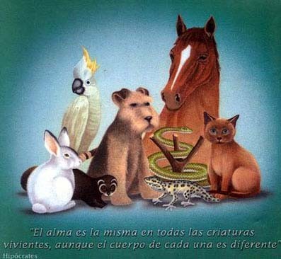 He desistido de intentar pensar si podia vivir sin mis perros y mis gatos, pues se que sin ellos mi vida seria triste y solitaria. Disfruto viendolos comportarse como perros, cuando se ensucian al revolcarse en tierra o arena, cuando se babean jugando asta el extasis, cuando me ladran pidiendome jugar, cuando roncan y casi no hay silencio en casa, cuando tocan en la puerta y ladran avisando que no estoy sola. Disfruto viendolos comportarse como mis amigos, cuando estoy mala y me dan calor y cariño, cuando me ven llorar, me rodean todos y me hacen ver que no estoy sola, cuando tengo frio y me dan el rico calor de sus peluditos cuerpos, cuando me acompañan donde quiera que vaya para cuidarme y protegerme, cuando disfrutan de mi compañia, cuando me piden cariño, juegos y paciencia.
Simplemente sois parte de mi vida y quiero que lo sigais siendo todo el tiempo que nos de la vida a cada uno. Sin duda, somos una manada. He desistido de intentar pensar si podia vivir sin mis perros y mis gatos, pues se que sin ellos mi vida seria triste y solitaria. Disfruto viendolos comportarse como perros, cuando se ensucian al revolcarse en tierra o arena, cuando se babean jugando asta el extasis, cuando me ladran pidiendome jugar, cuando roncan y casi no hay silencio en casa, cuando tocan en la puerta y ladran avisando que no estoy sola. Disfruto viendolos comportarse como mis amigos, cuando estoy mala y me dan calor y cariño, cuando me ven llorar, me rodean todos y me hacen ver que no estoy sola, cuando tengo frio y me dan el rico calor de sus peluditos cuerpos, cuando me acompañan donde quiera que vaya para cuidarme y protegerme, cuando disfrutan de mi compañia, cuando me piden cariño, juegos y paciencia.
Simplemente sois parte de mi vida y quiero que lo sigais siendo todo el tiempo que nos de la vida a cada uno. Sin duda, somos una manada.