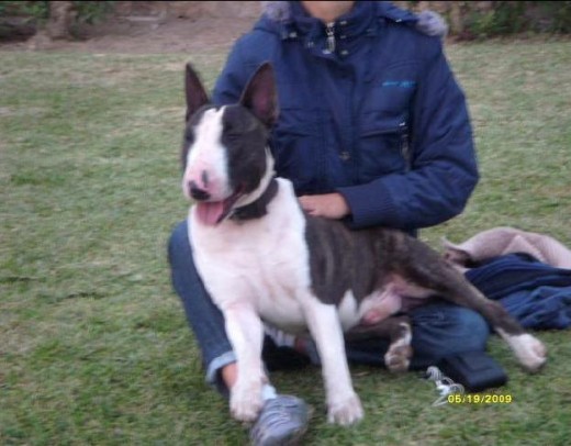 bull terrier "frodo"
