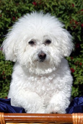 prinncesa busca esposo sus padres son ganadores del primer lugar con pedigree en mexico y sus abuelos ibual prinncesa busca esposo sus padres son ganadores del primer lugar con pedigree en mexico y sus abuelos ibual