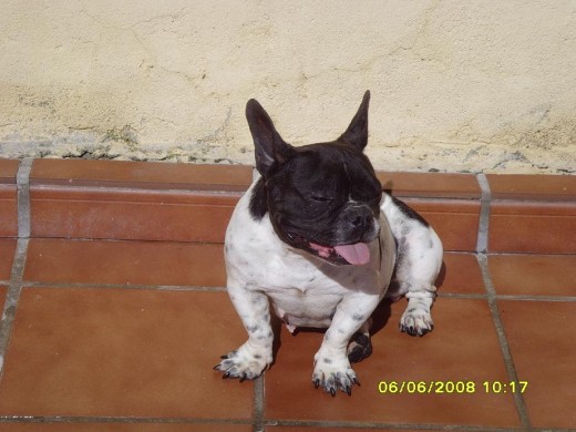wapisima blanca y negra
muy buen pedigree
Muy buena madre
Camadas in problemas wapisima blanca y negra
muy buen pedigree
Muy buena madre
Camadas in problemas