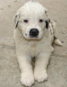 AQUI ESTA MI CACHORRO TIENE 1 MES