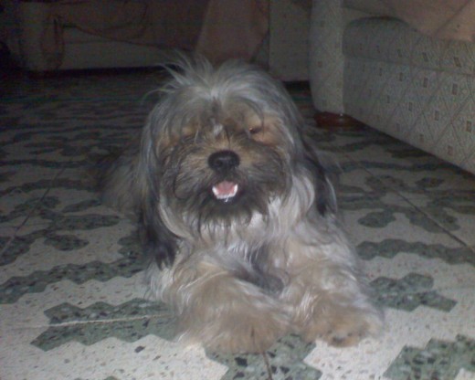 mi linDoo perriTooo!
linDooo: 100%