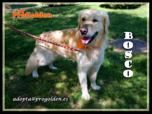 Bosco. Golden Retriever de 4 años.
adopta@progolden.es